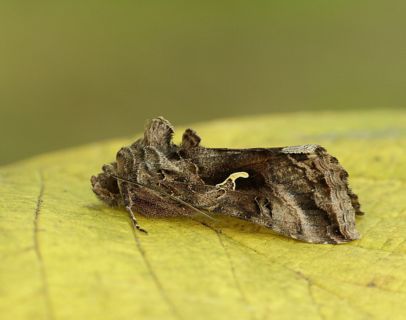 73.015 BF2441 Silver Y Autographa gamma