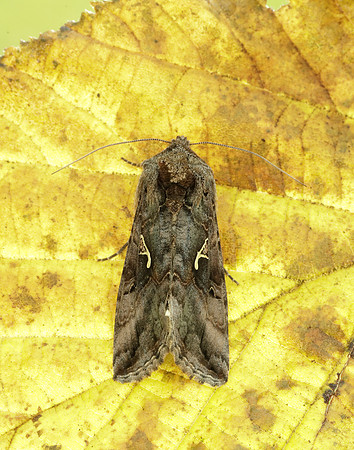 73.015 BF2441 Silver Y Autographa gamma