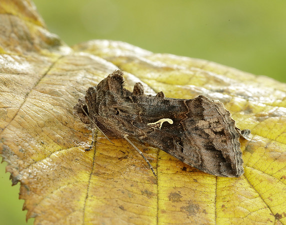 73.015 BF2441 Silver Y Autographa gamma