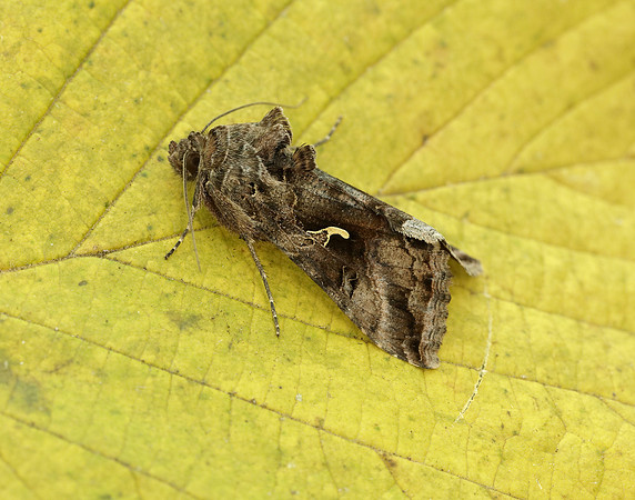 73.015 BF2441 Silver Y Autographa gamma