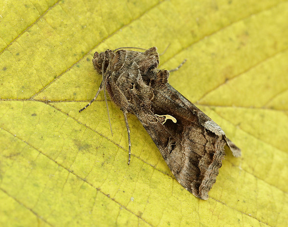 73.015 BF2441 Silver Y Autographa gamma