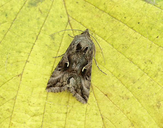 73.015 BF2441 Silver Y Autographa gamma