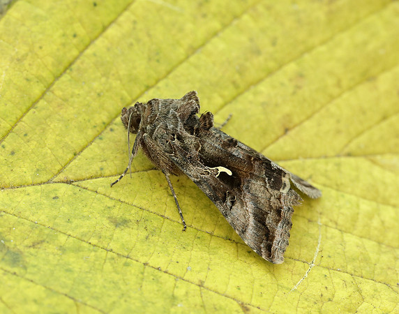 73.015 BF2441 Silver Y Autographa gamma