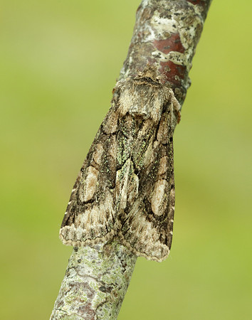 73.068 BF2245 Green-brindled Crescent Allophyes oxyacanthae