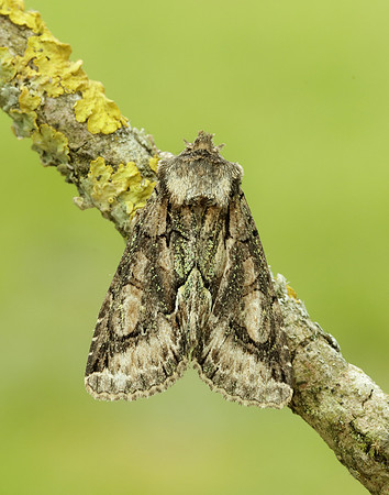 73.068 BF2245 Green-brindled Crescent Allophyes oxyacanthae