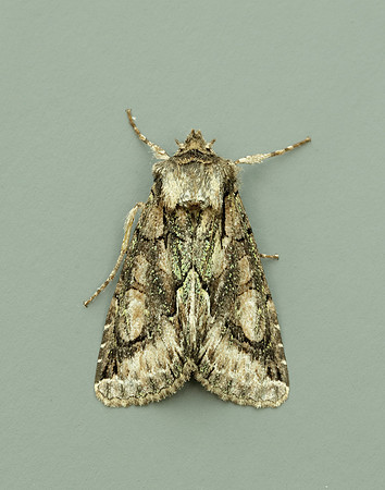 73.068 BF2245 Green-brindled Crescent Allophyes oxyacanthae