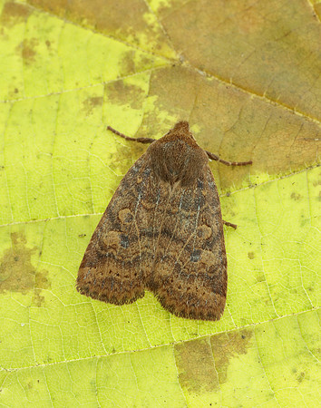 73.194 BF2258 Chestnut Conistra vaccinii