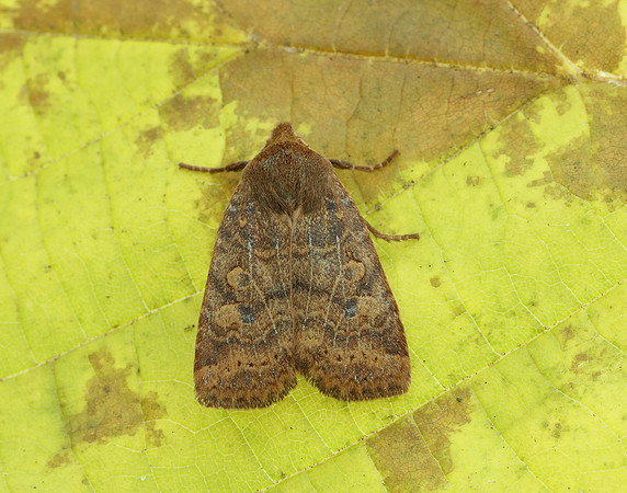 73.194 BF2258 Chestnut Conistra vaccinii