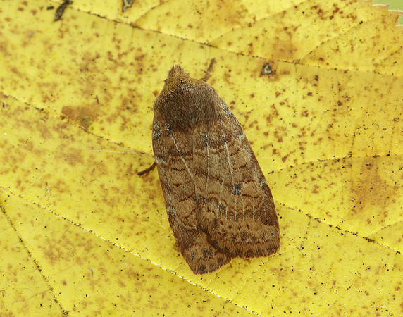 73.194 BF2258 Chestnut Conistra vaccinii