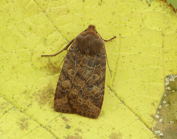 73.194 BF2258 Chestnut Conistra vaccinii