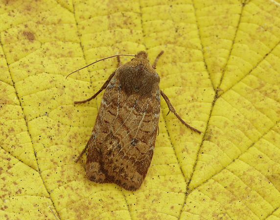 73.194 BF2258 Chestnut Conistra vaccinii