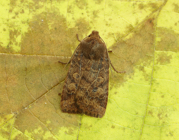73.194 BF2258 Chestnut Conistra vaccinii