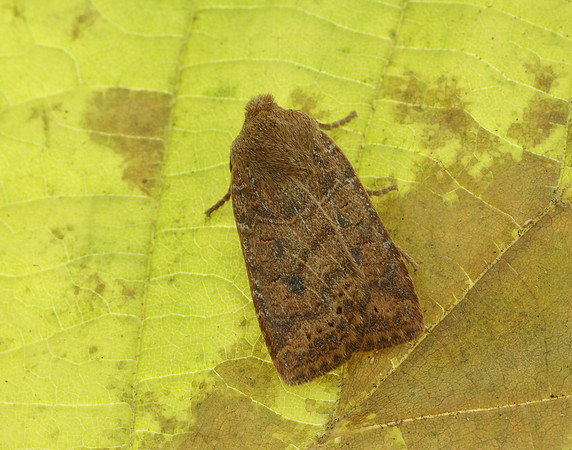 73.194 BF2258 Chestnut Conistra vaccinii