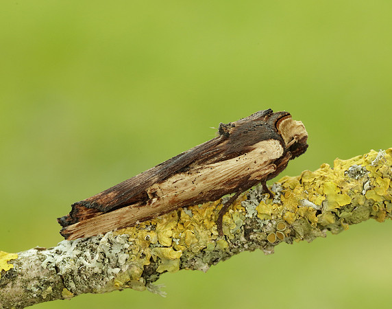73.209 BF2241 Red Sword-grass Xylena vetusta
