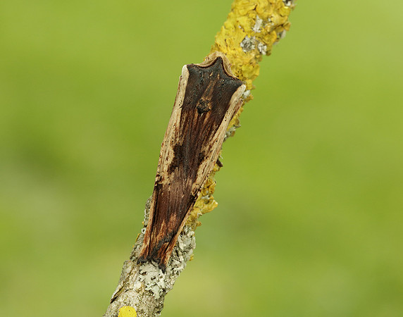 73.209 BF2241 Red Sword-grass Xylena vetusta