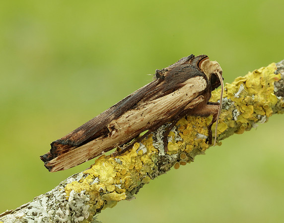 73.209 BF2241 Red Sword-grass Xylena vetusta
