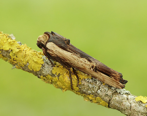 73.209 BF2241 Red Sword-grass Xylena vetusta