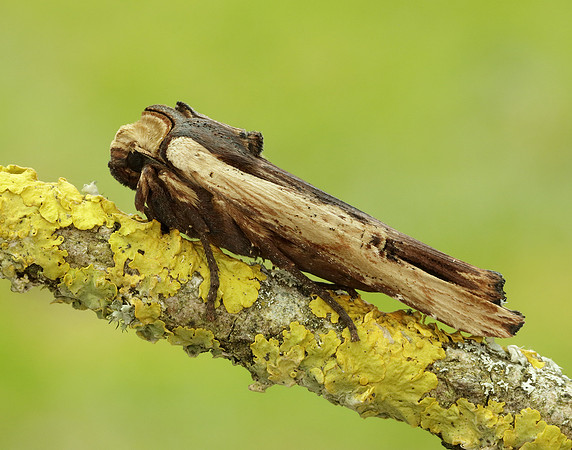 73.209 BF2241 Red Sword-grass Xylena vetusta