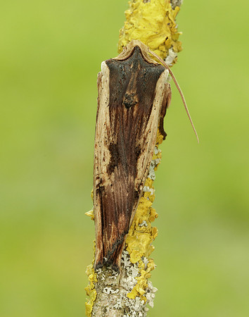 73.209 BF2241 Red Sword-grass Xylena vetusta