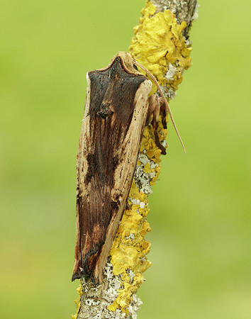 73.209 BF2241 Red Sword-grass Xylena vetusta
