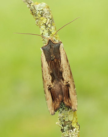 73.209 BF2241 Red Sword-grass Xylena vetusta