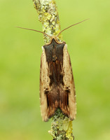 73.209 BF2241 Red Sword-grass Xylena vetusta