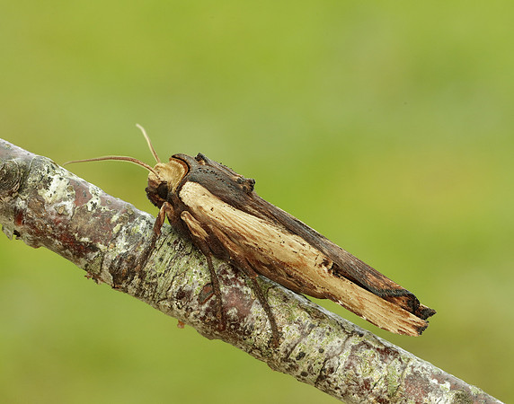73.209 BF2241 Red Sword-grass Xylena vetusta