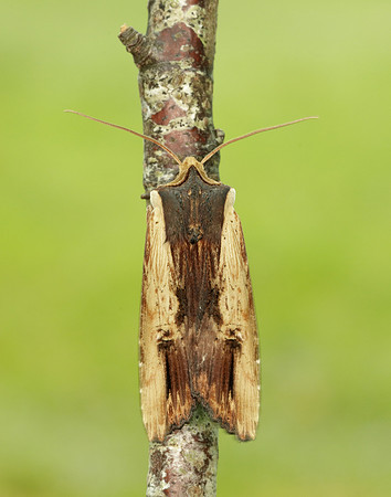 73.209 BF2241 Red Sword-grass Xylena vetusta