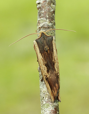 73.209 BF2241 Red Sword-grass Xylena vetusta