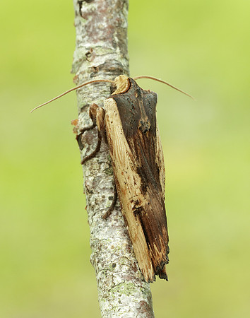73.209 BF2241 Red Sword-grass Xylena vetusta