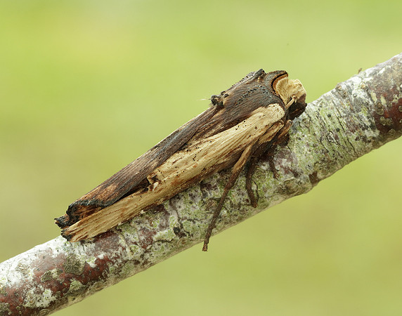 73.209 BF2241 Red Sword-grass Xylena vetusta