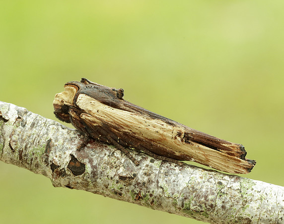 73.209 BF2241 Red Sword-grass Xylena vetusta
