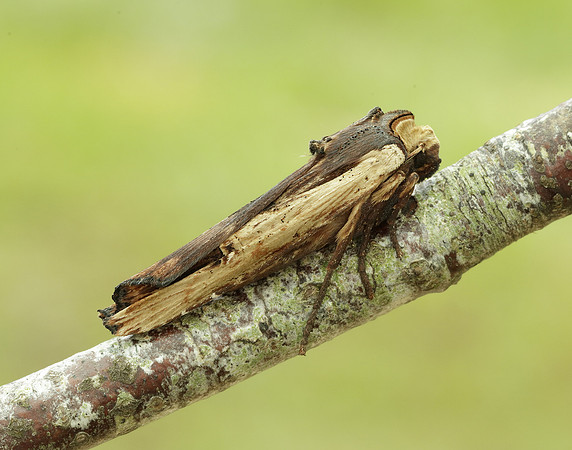 73.209 BF2241 Red Sword-grass Xylena vetusta