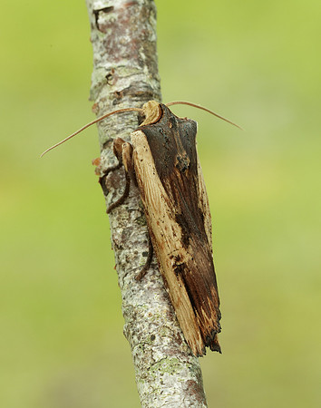 73.209 BF2241 Red Sword-grass Xylena vetusta