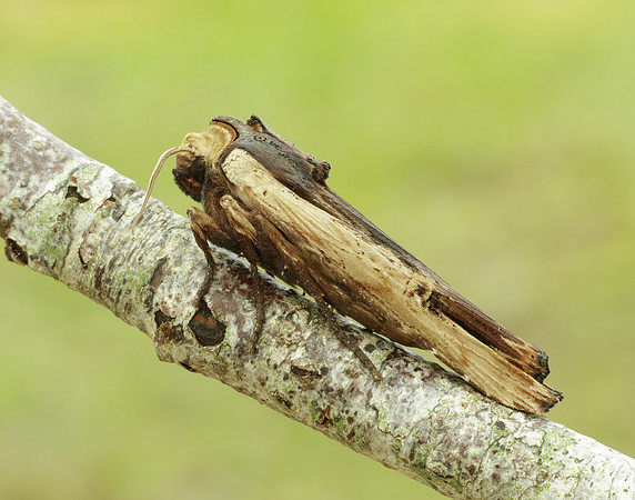 73.209 BF2241 Red Sword-grass Xylena vetusta
