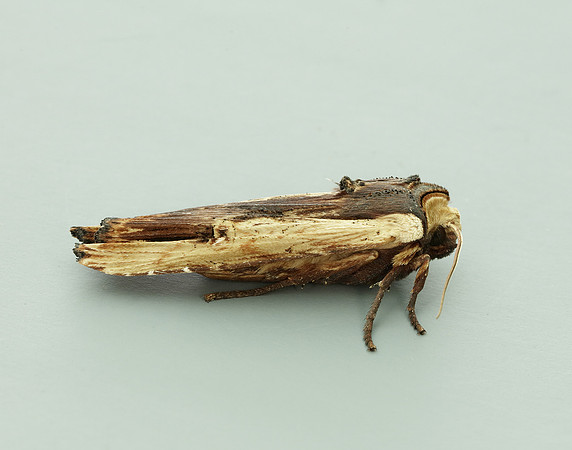 73.209 BF2241 Red Sword-grass Xylena vetusta