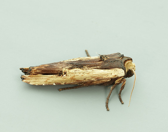 73.209 BF2241 Red Sword-grass Xylena vetusta