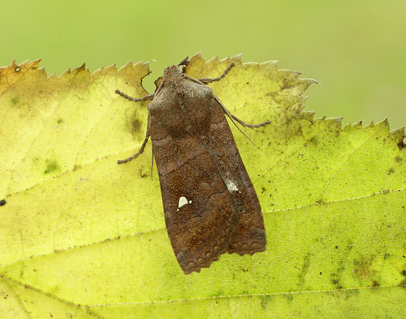 73.210 BF2256 Satellite Eupsilia transversa