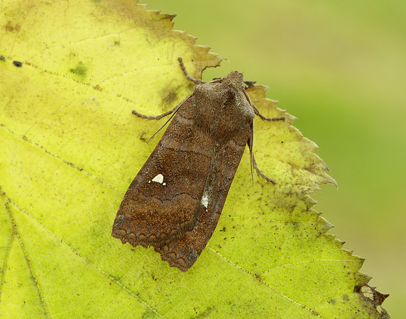 73.210 BF2256 Satellite Eupsilia transversa