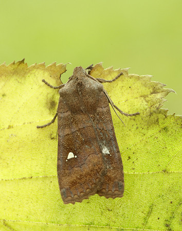 73.210 BF2256 Satellite Eupsilia transversa
