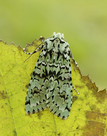 73.224 BF2247 Merveille du Jour Griposia aprilina