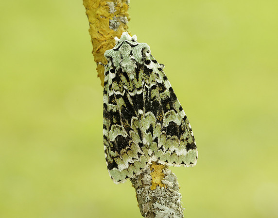 73.224 BF2247 Merveille du Jour Griposia aprilina