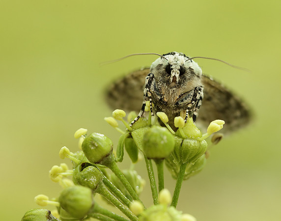 73.224 BF2247 Merveille du Jour Griposia aprilina