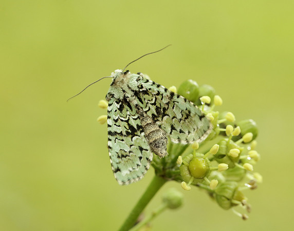 73.224 BF2247 Merveille du Jour Griposia aprilina