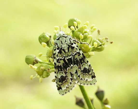 73.224 BF2247 Merveille du Jour Griposia aprilina