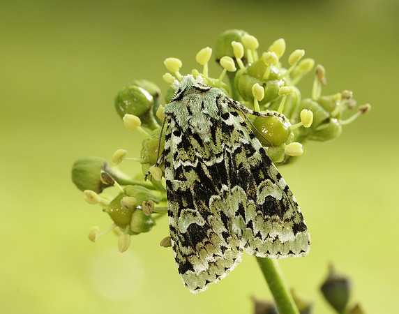 73.224 BF2247 Merveille du Jour Griposia aprilina