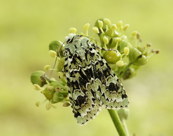 73.224 BF2247 Merveille du Jour Griposia aprilina