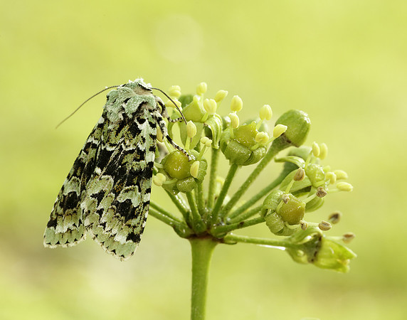 73.224 BF2247 Merveille du Jour Griposia aprilina