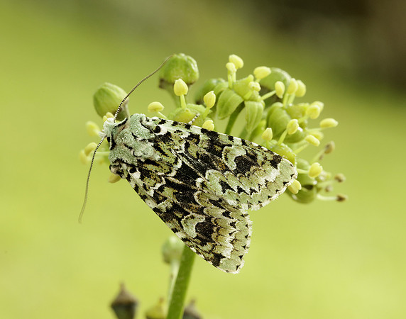 73.224 BF2247 Merveille du Jour Griposia aprilina