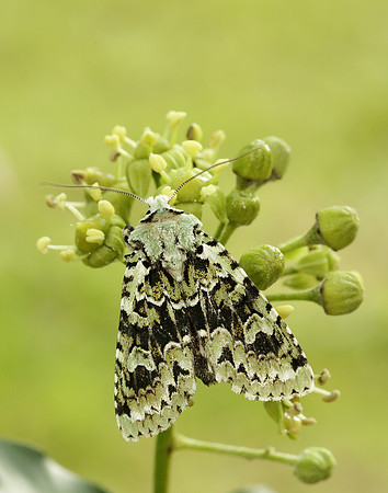 73.224 BF2247 Merveille du Jour Griposia aprilina